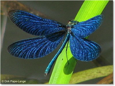 Blauflügel-Prachtlibellen-Männchen