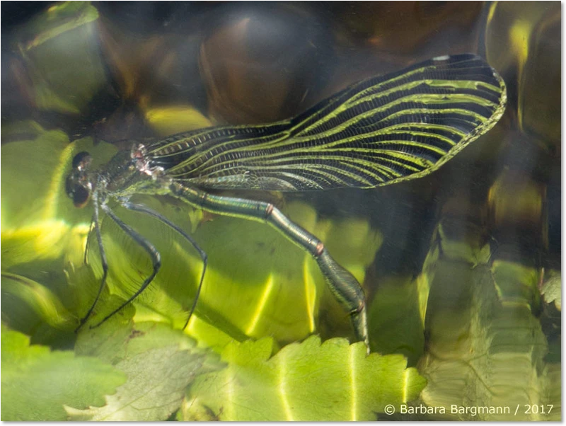 Blauflügel-Prachtlibellen-Weibchen bei der Eiablage unter Wasser