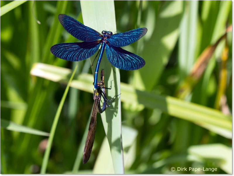 Blauflügel-Prachtlibellen bilden ein Paarungsrad