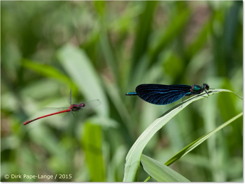 Frühe Adonislibelle greift Blauflügel-Prachtlibellen-Männchen an