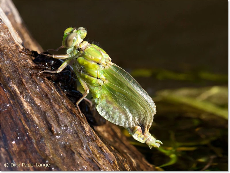 Grüne Flussjungfer - Männchen beim Schlupf