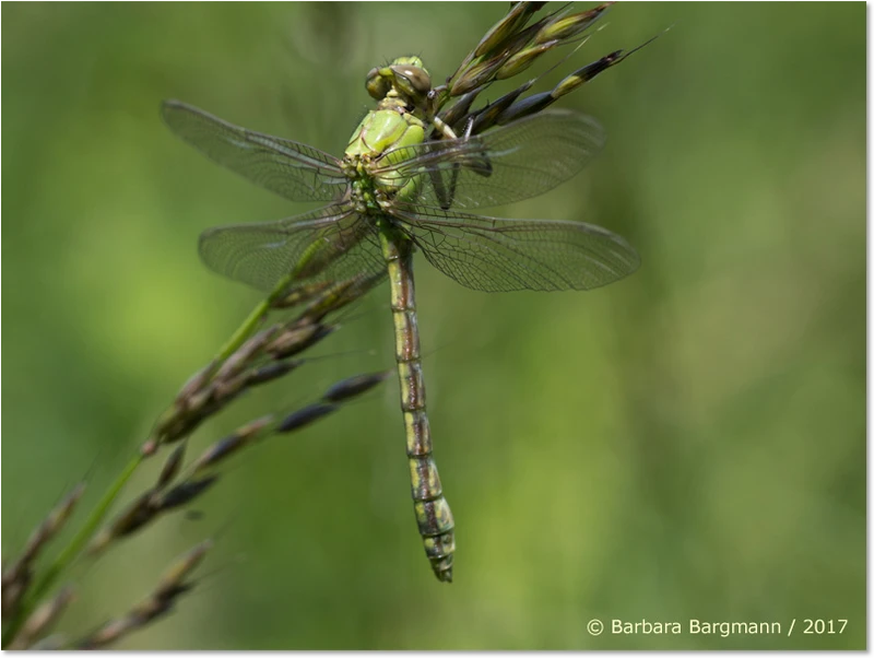 Ophiogomphus cecilia