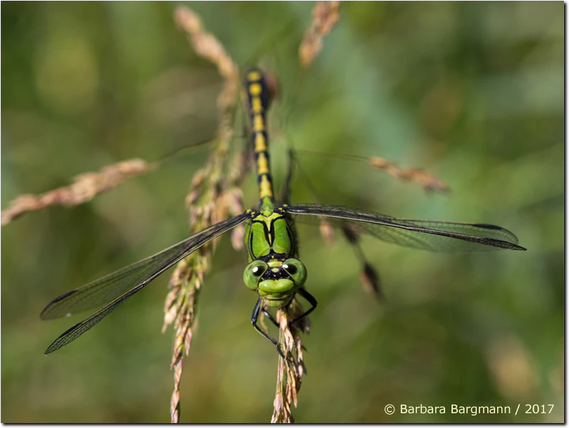 Grüne Flussjungfer - Männchen Ophiogomphus cecilia