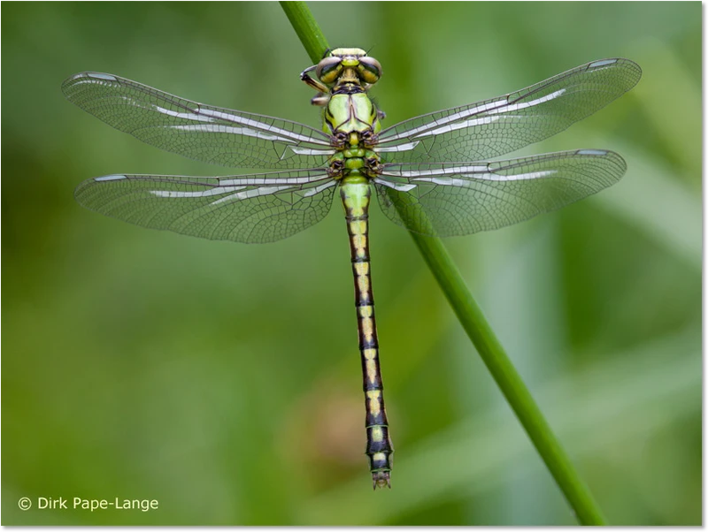 Grüne Flussjungfer - junges Weibchen Ophiogomphus cecilia