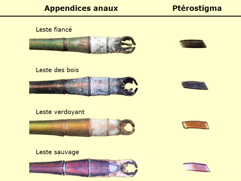 Appendices anaux de Lestes