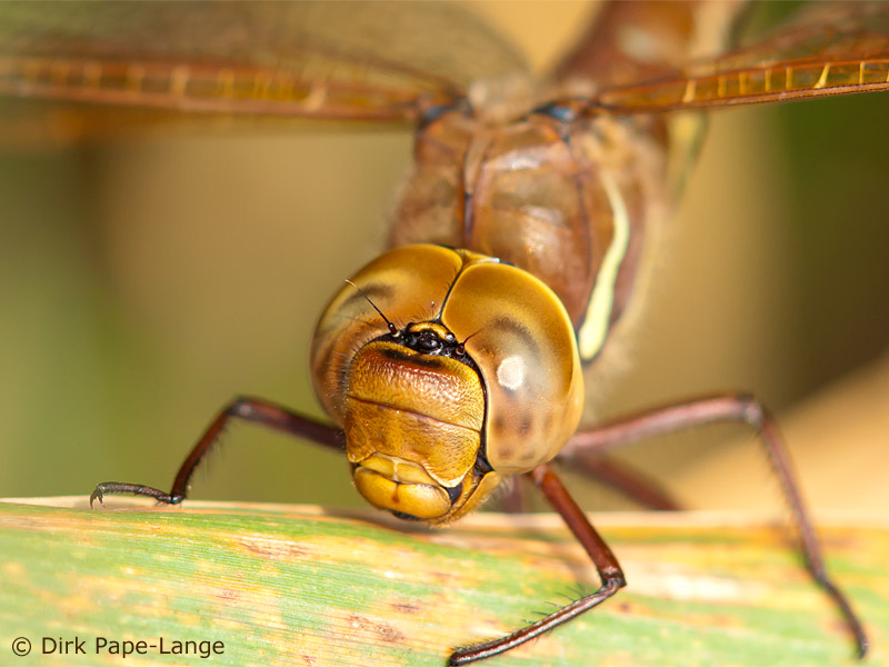 Augen einer Großlibelle