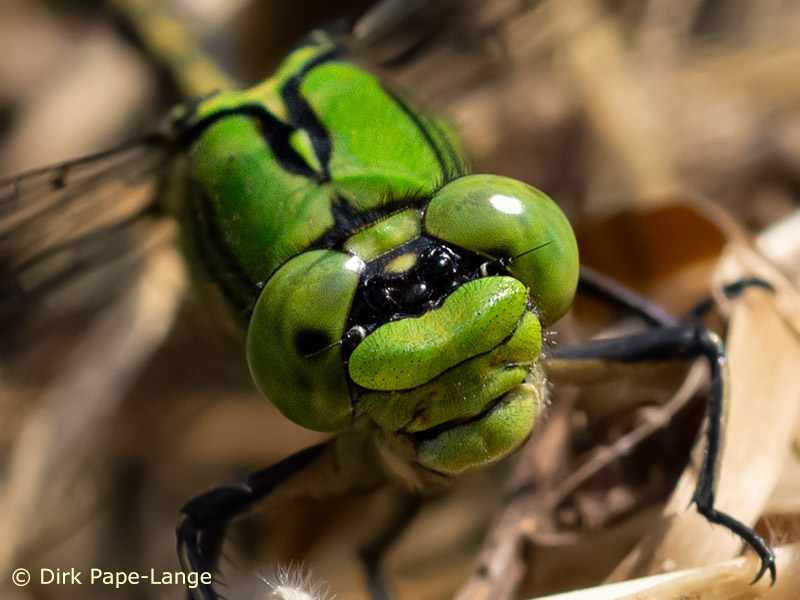 Augen einer Großlibelle