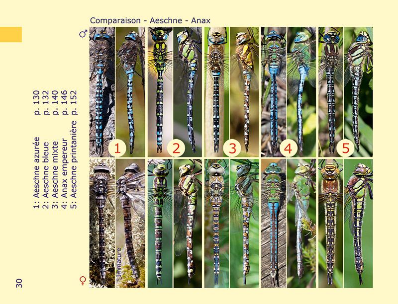 Photo-Guide des Libellules