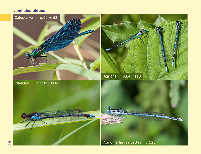 Photo-Guide des Libellules