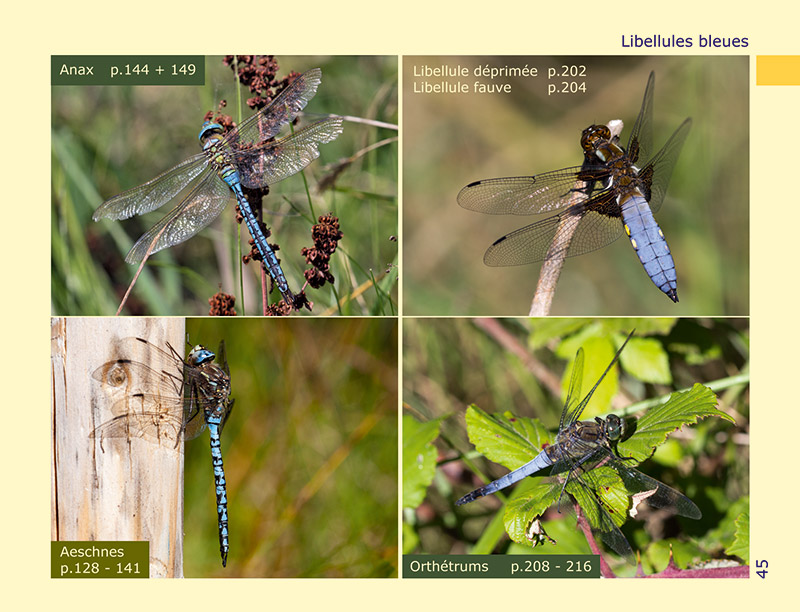 Photo-Guide des Libellules