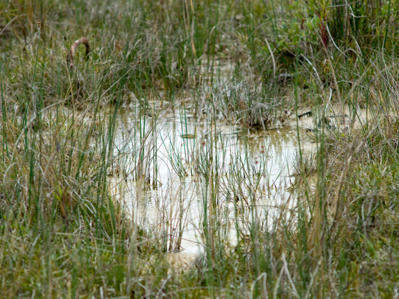Somatochlora arctica - habitat