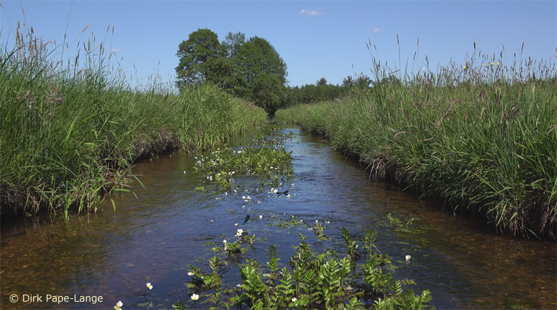 Caloptéryx vierge - Habitat