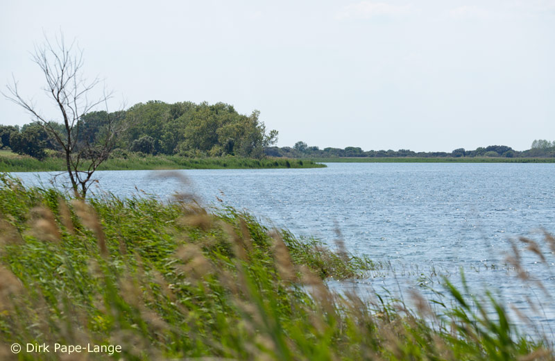 Pokaljungfer - Habitat