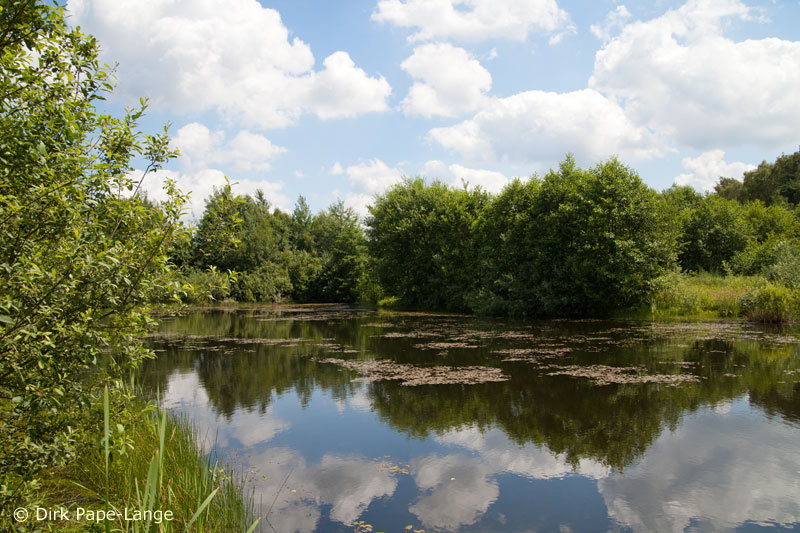 Habitat - Ischnura elegans
