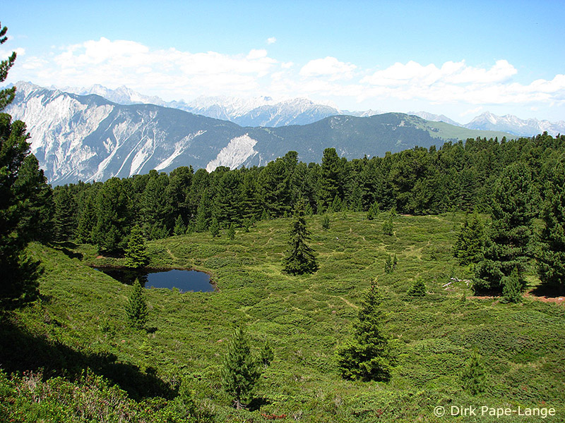 Somatochlora alpestris - habitat