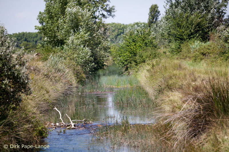 Habitat - Onychogomphus uncatus