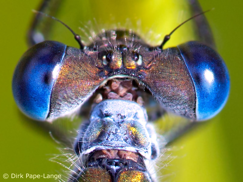 Augen einer Kleinlibelle
