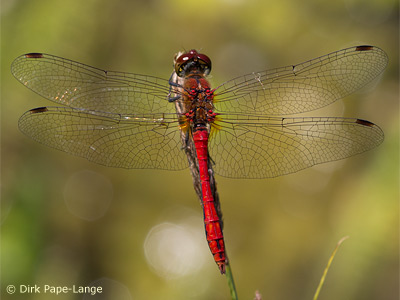 Blutrote Heidelibelle