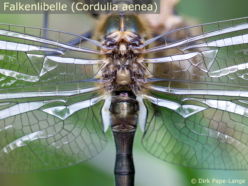 Cordulia aenea