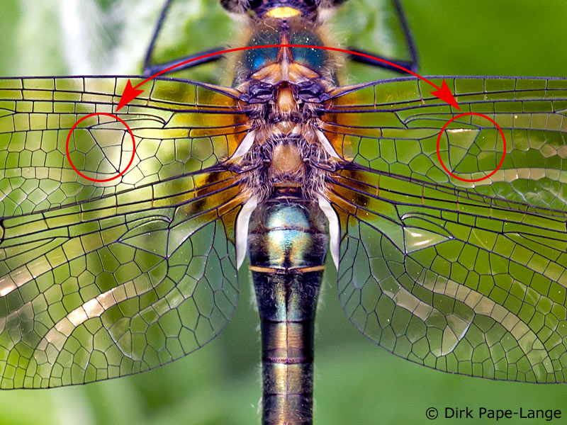 Weibchen der Falkenlibelle