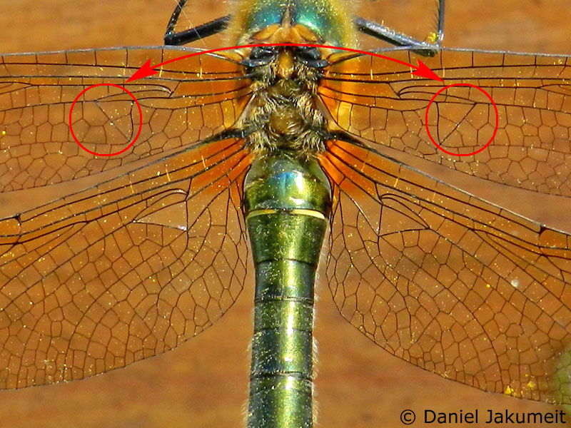 Falkenlibelle Weibchen