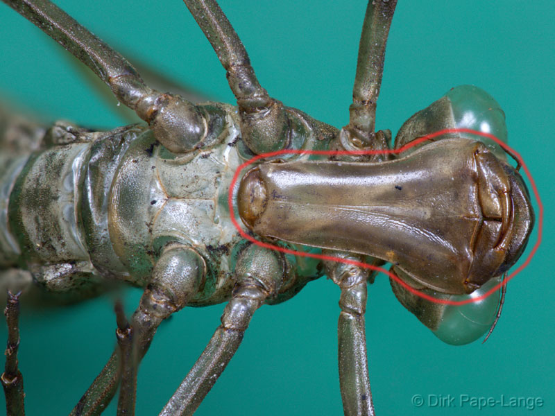 Fangmaske