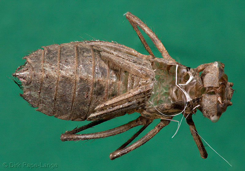 Exuvie Falkenlibelle