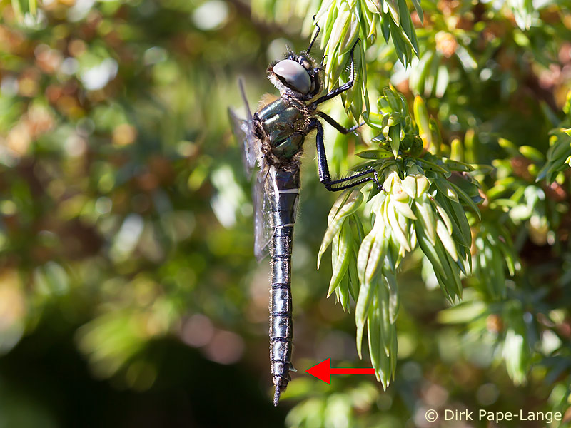 femelle Somatochlora alpestris