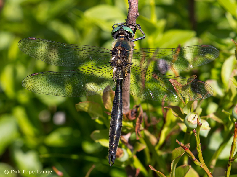Somatochlora alpestris - mâle