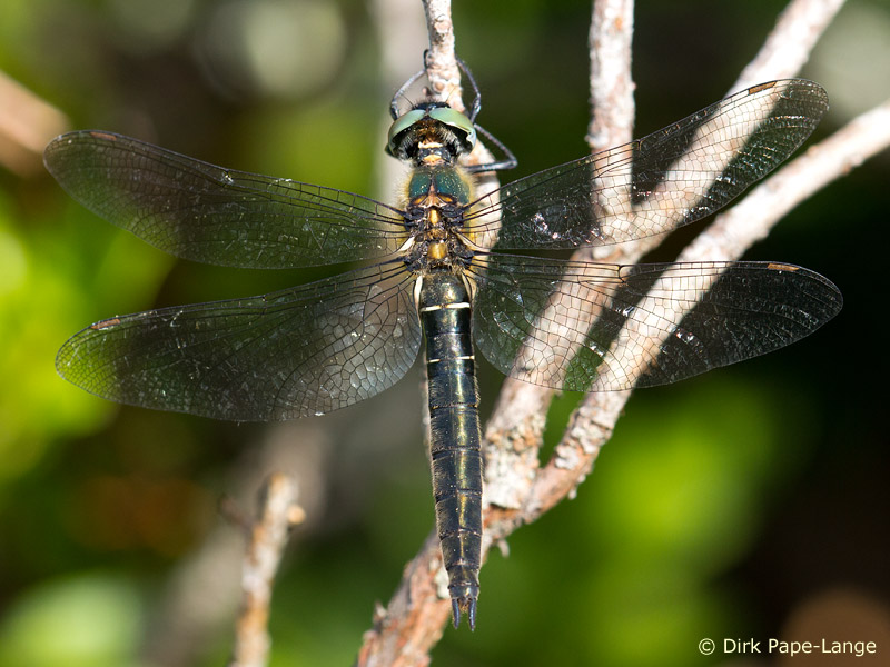 Somatochlora alpestris femelle