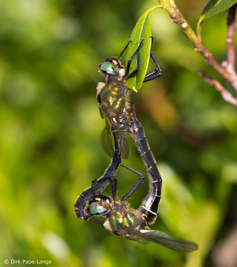 Somatochlora alpestris - Cœur copulatoire
