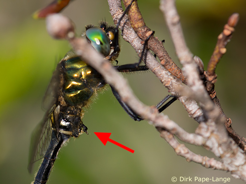  Mâle Somatochlora alpestris