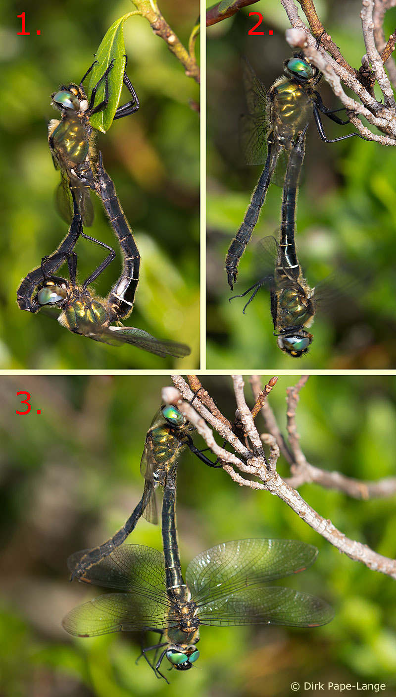 Somatochlora alpestris