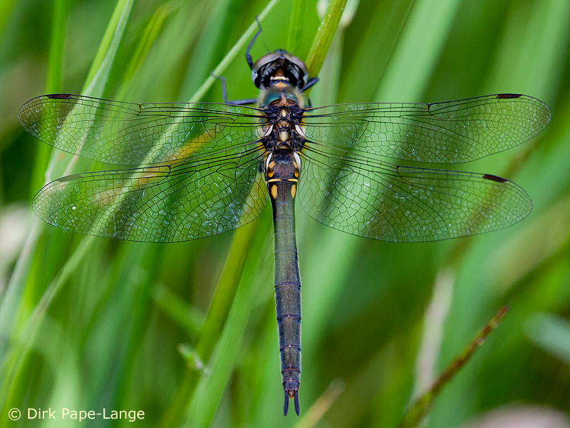 Somatochlora arctica - femelle