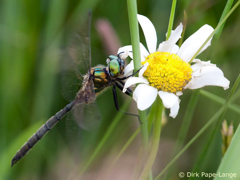 Somatochlora arctica - mâle