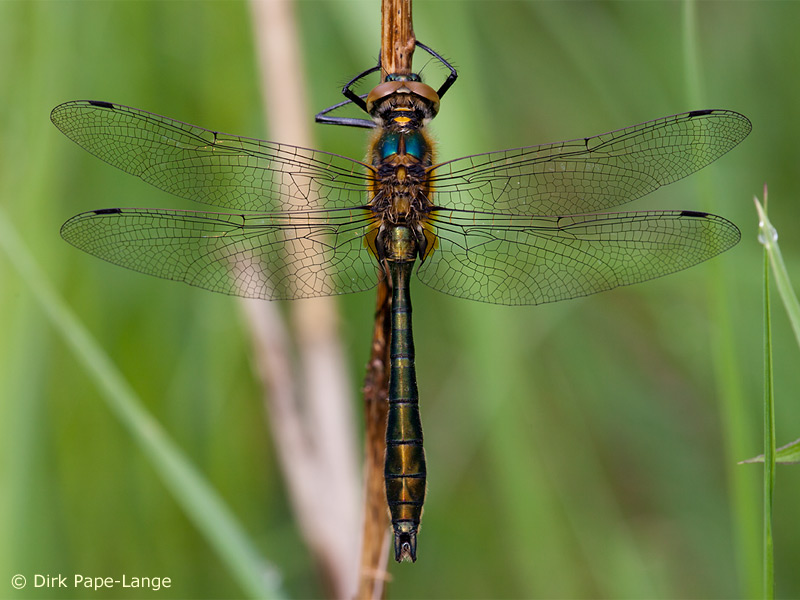 Cordulia aenea