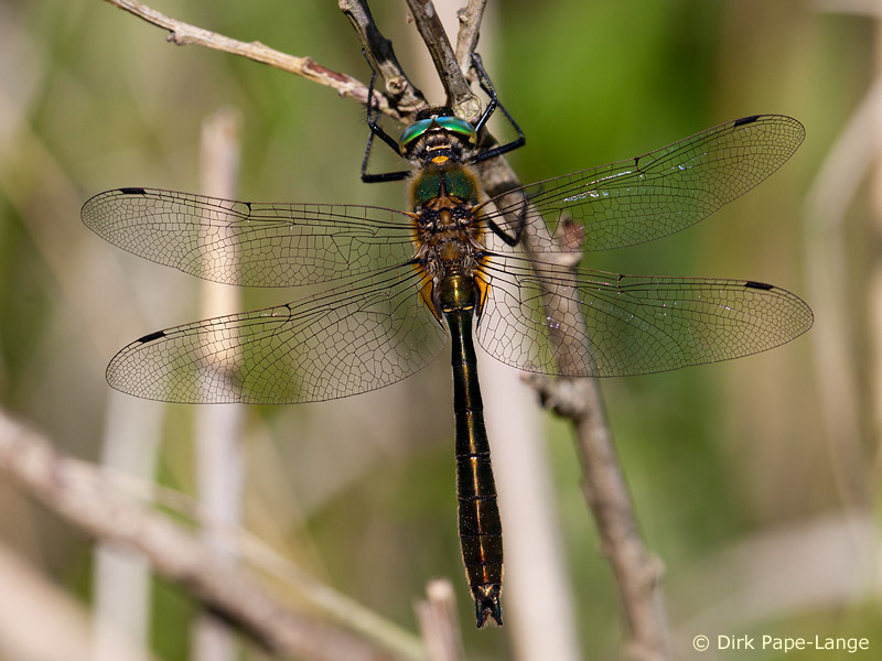Cordulia aenea