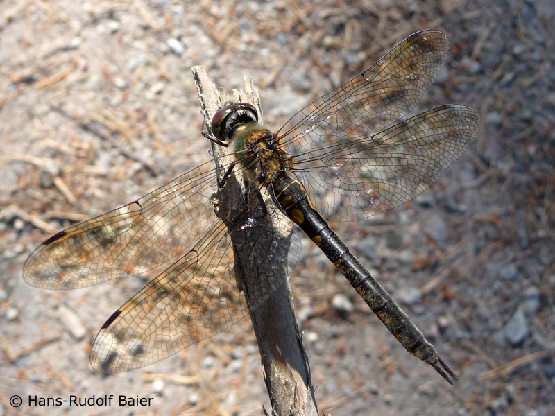 Somatochlora flavomaculata - femelle