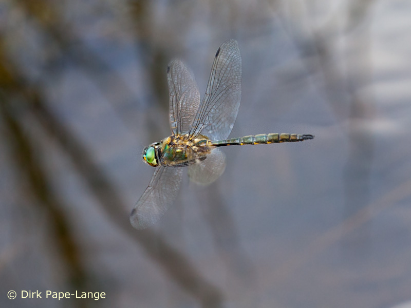 Somatochlora flavomaculata im Flug
