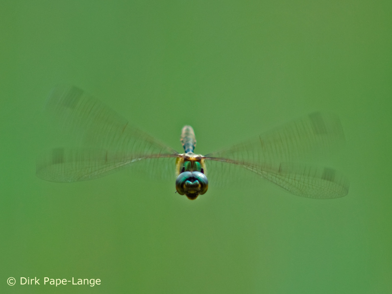 Somatochlora flavomaculata