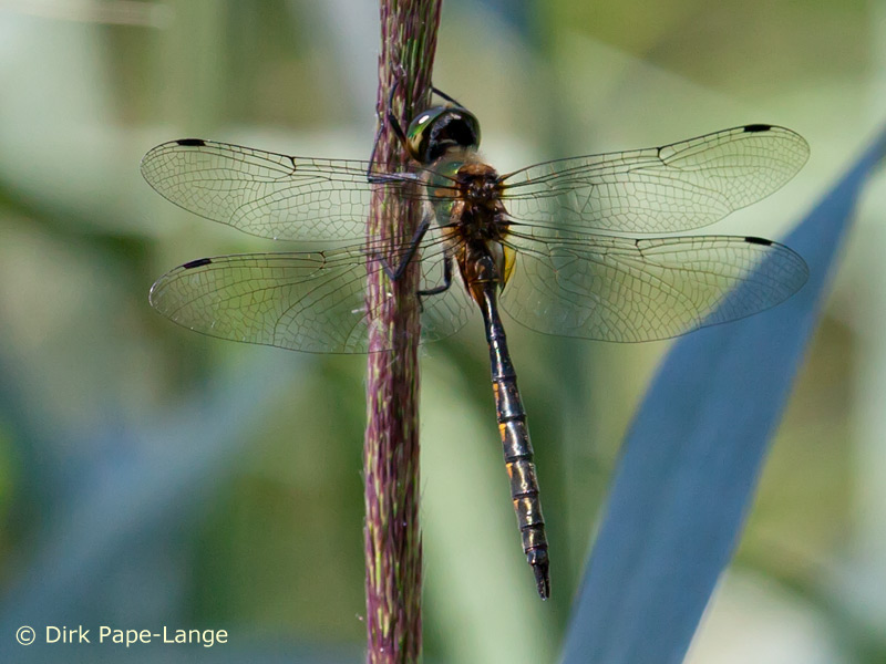 Somatochlora flavomaculata - mâle