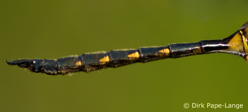 Somatochlora flavomaculata