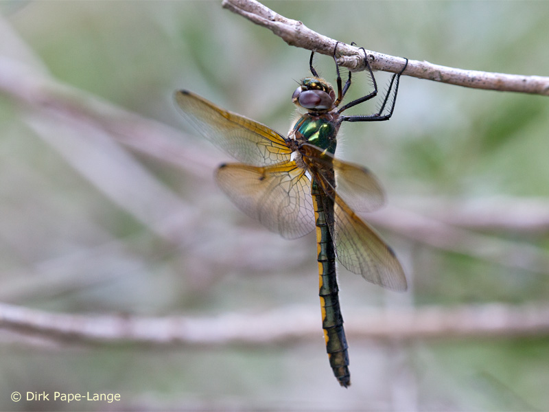 Oxygastra curtisii - femelle