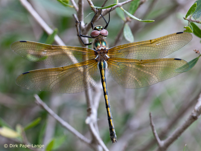 Oxygastra curtisii - femelle