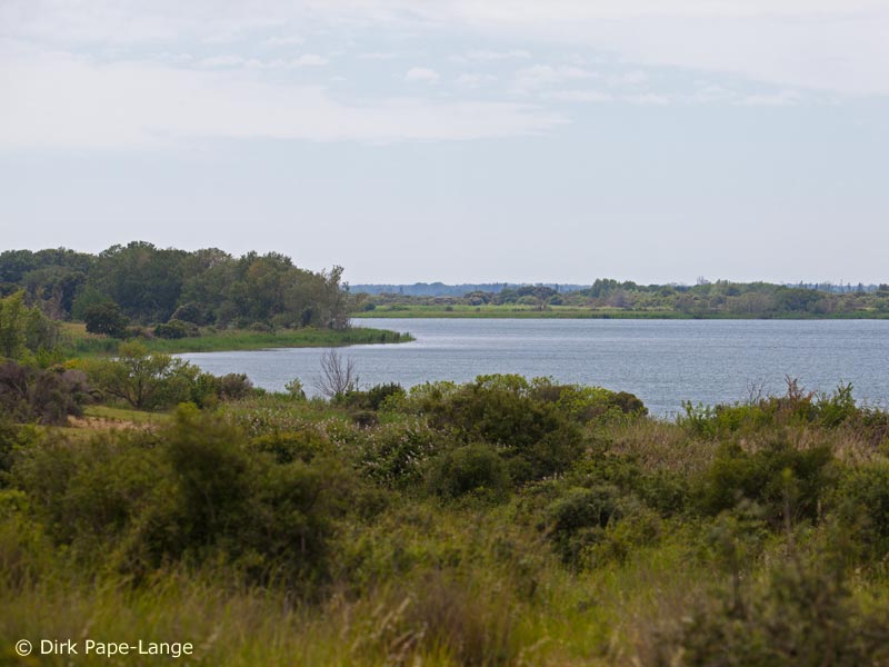 Oxygastra curtisii - habitat