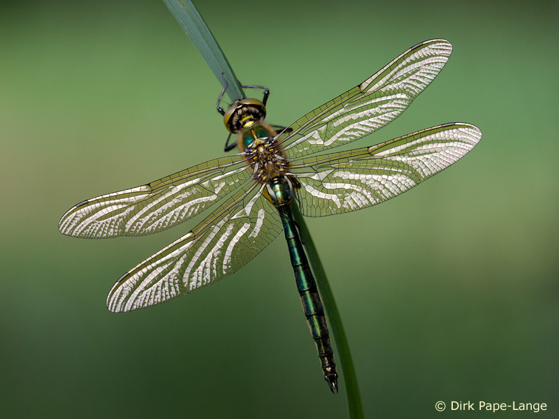Immature mâle - Somatochlora metallica