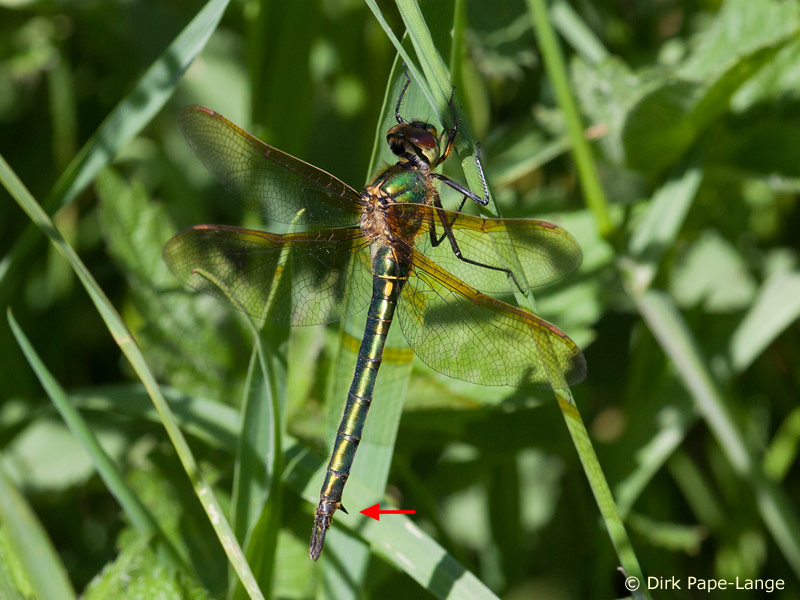 Femelle - Somatochlora metallica