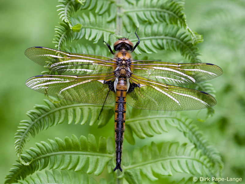 Epitheca bimaculata - mâle
