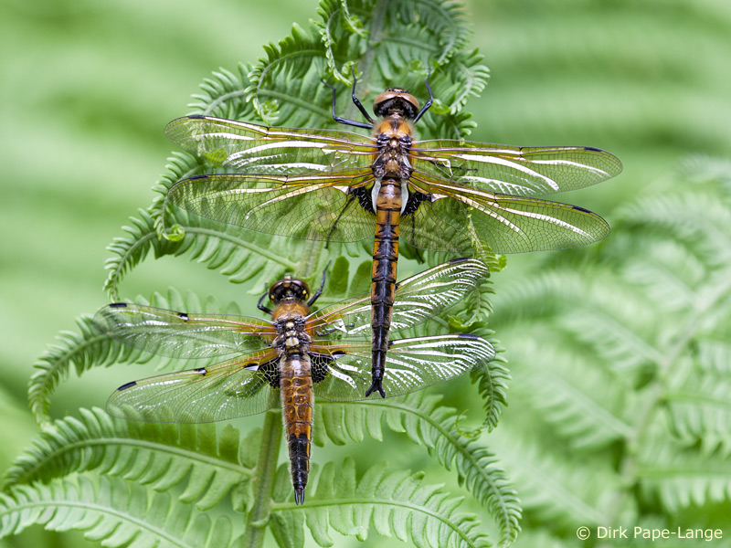 Epitheca bimaculata