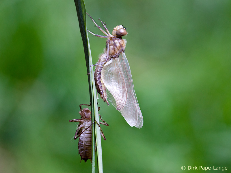 Epitheca bimaculata - emergence